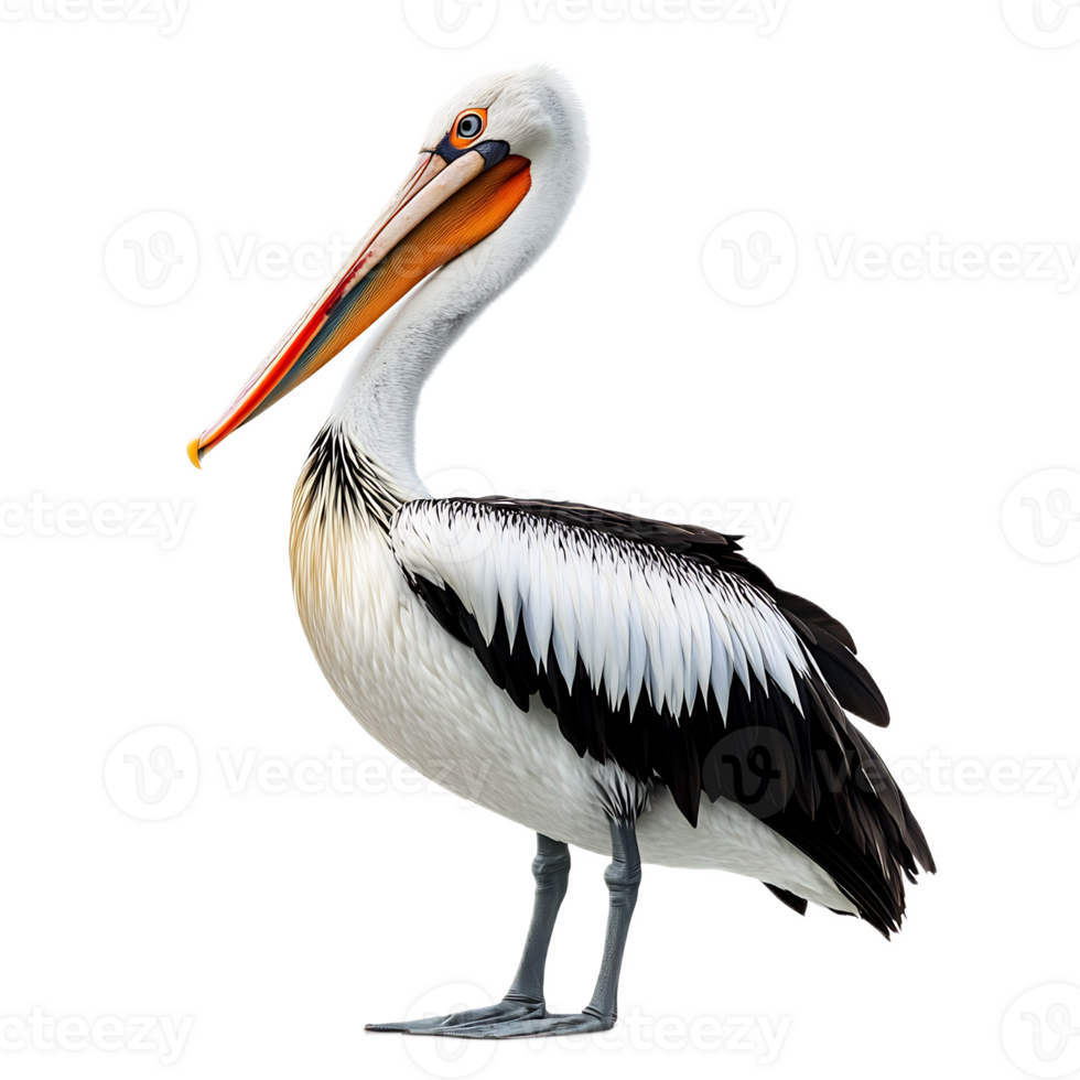 Majestic Seabird with Striking Plumage and Vibrant Bill Soaring Over Coastal Waters png