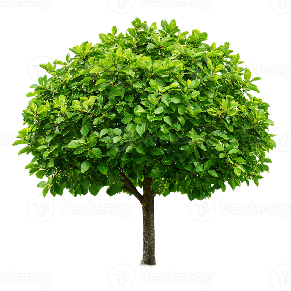Lush Green Tree with Thriving Foliage in Natural Environment png