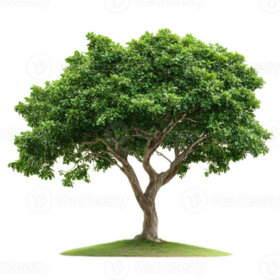 Lush green tree with dense foliage in natural countryside landscape png