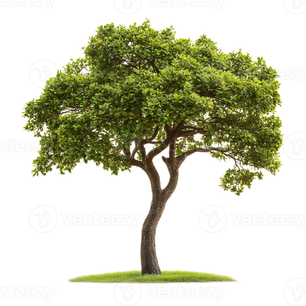 Lush Green Tree with Vibrant Foliage in Serene Natural Landscape png