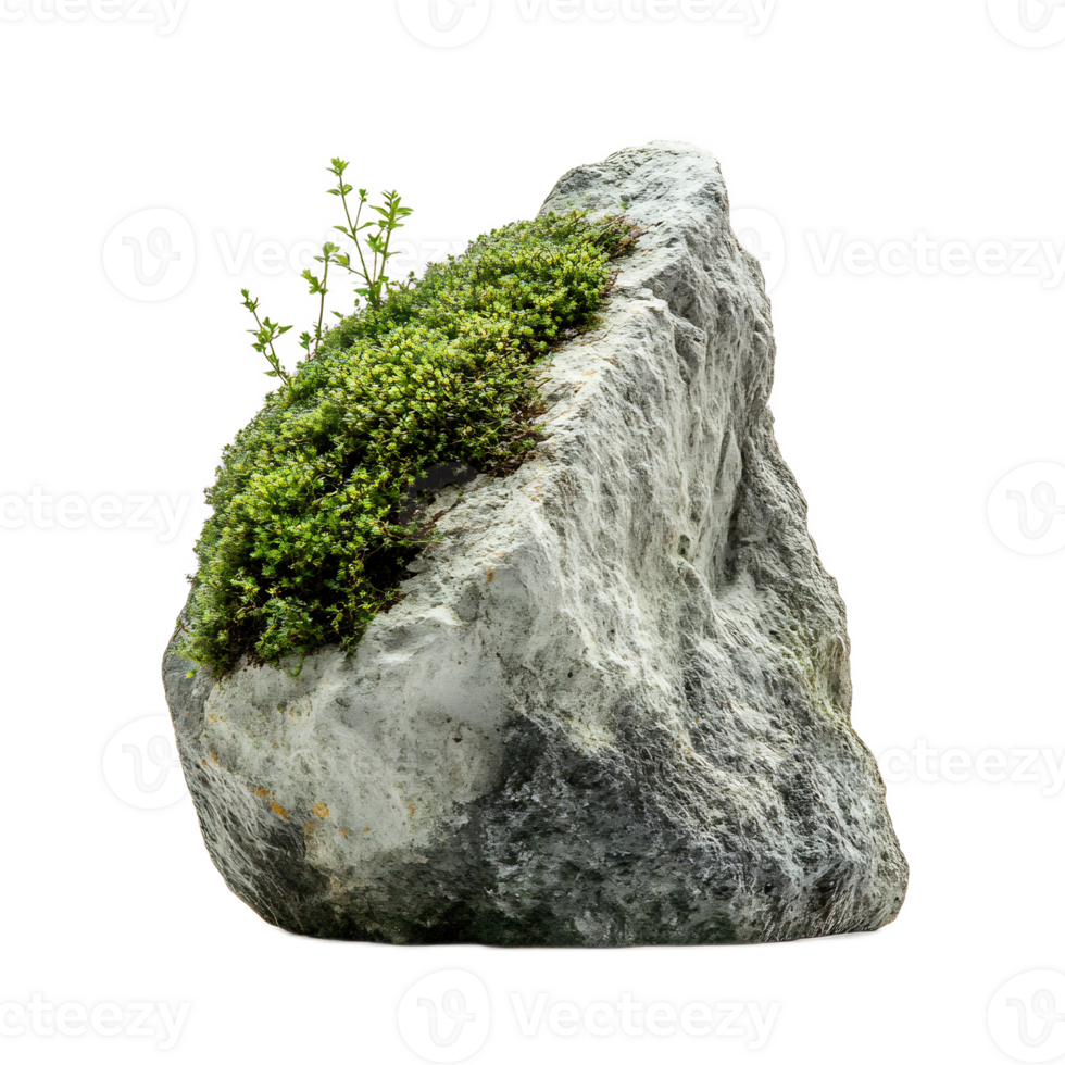 Mossy Rock in Lush Green Forest Environment with Peaceful Scenic Nature Landscape png