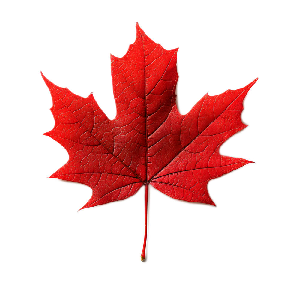 Vibrant Red Maple Leaf in Autumn Season with Crisp Details png