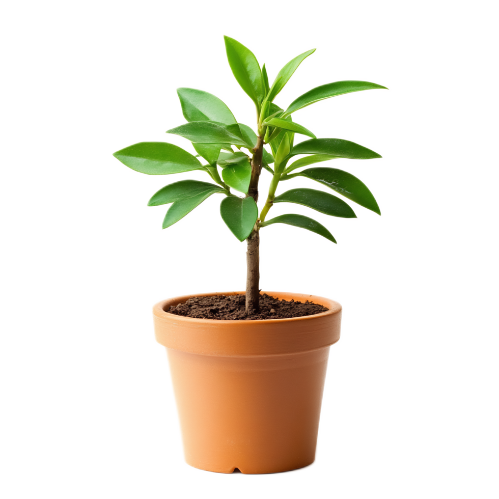 Potted green plant on white background,indoor home or office decor with nature and ecology concept png