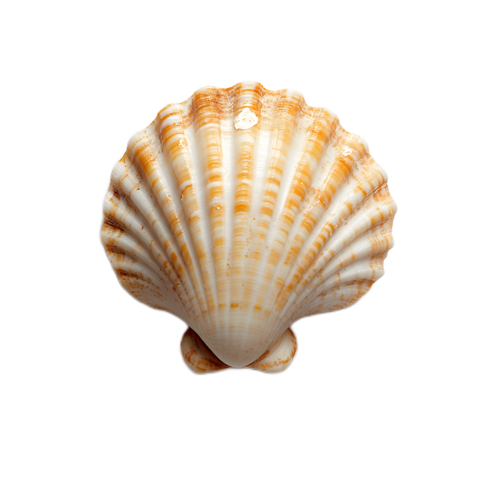 Seashell with Symmetrical Spiral Design on White Background long title Beautifully detailed seashell with a symmetrical spiral pattern against a png