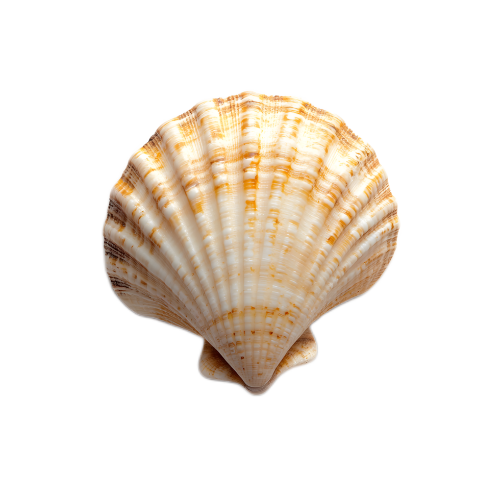 Beautifully Detailed and Textured Marine Seashell Revealing Intriguing Natural Patterns and Designs png