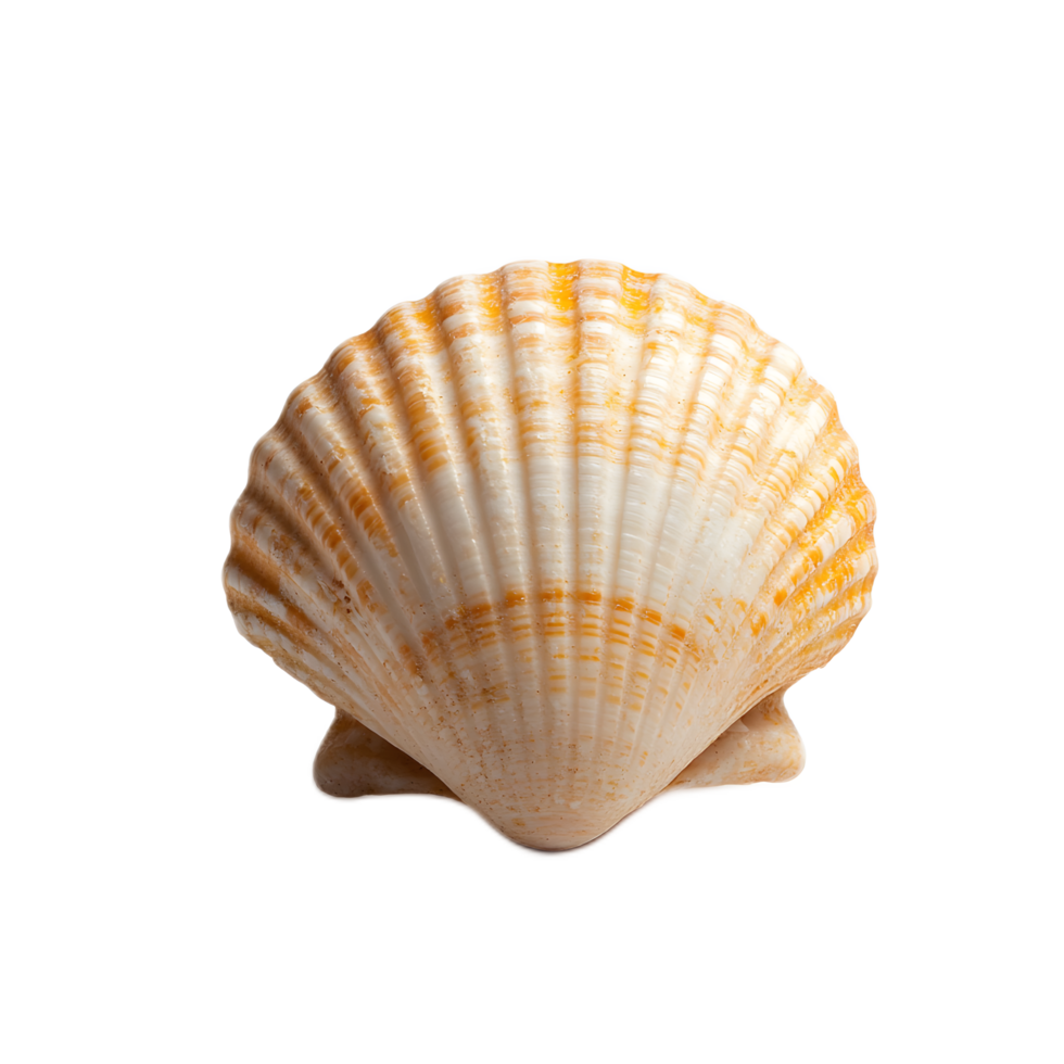 Elegant Sea Shell with Intricate Spiral Design on White Background png