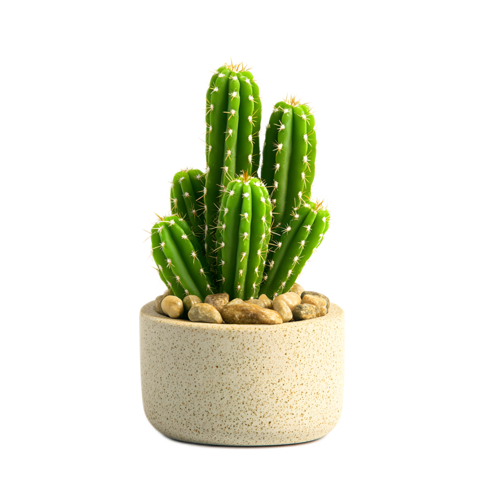 Potted Cactus Plant in Simple Ceramic Container on White Background png