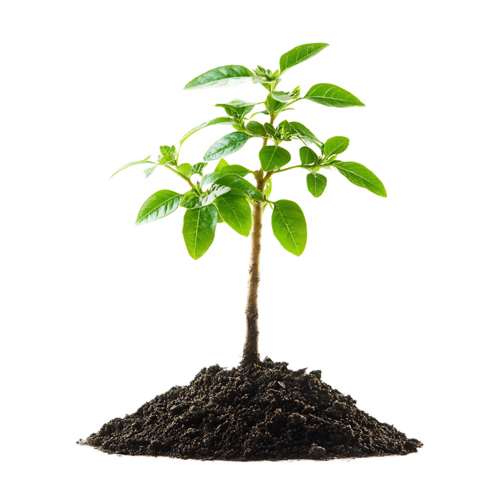 Small Green Plant Seedling Growing in Soil on White Background png