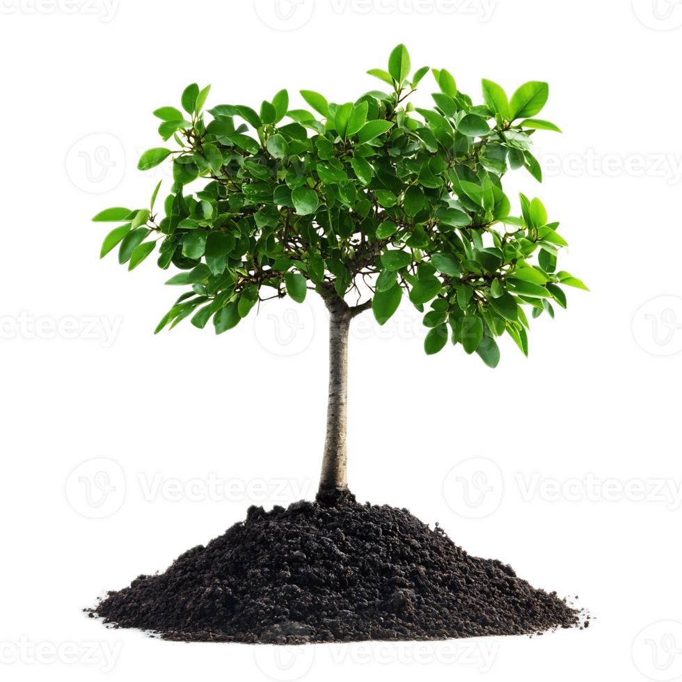 Thriving Green Tree Seedling Growing in Rich Soil on White Background png
