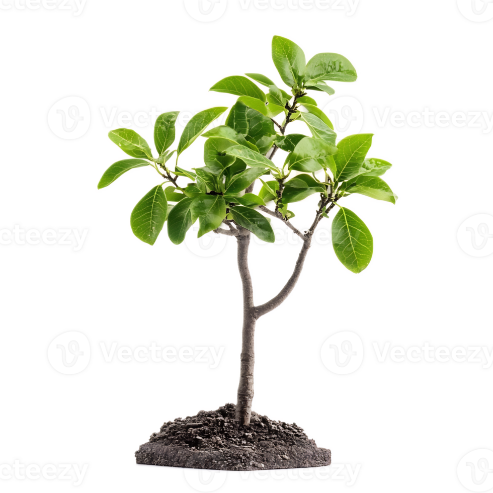 Thriving Young Plant Sapling Emerging from Soil Symbolizing Growth and Renewal png