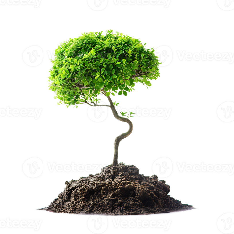 Thriving Tree Growing From Soil On White Background Representing Nature's Resilience And Renewal png