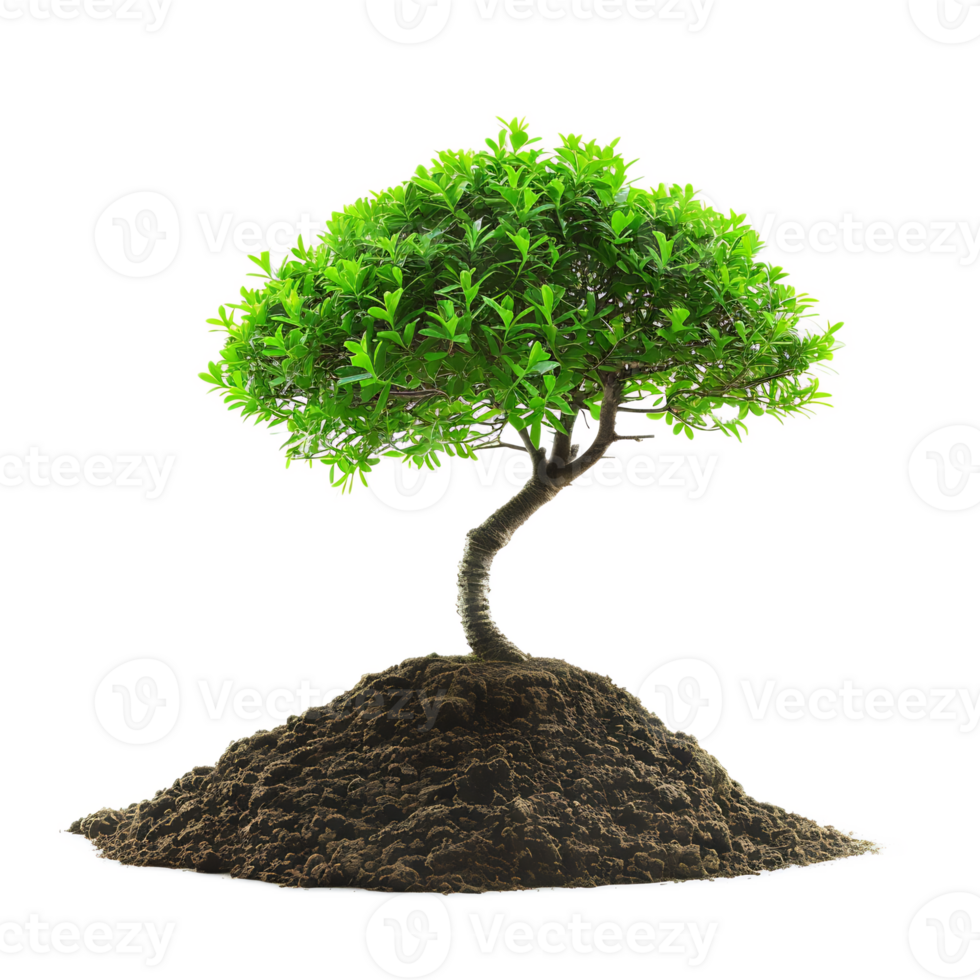 Thriving Bonsai Tree Growing on Mound of Soil in Natural Landscape png