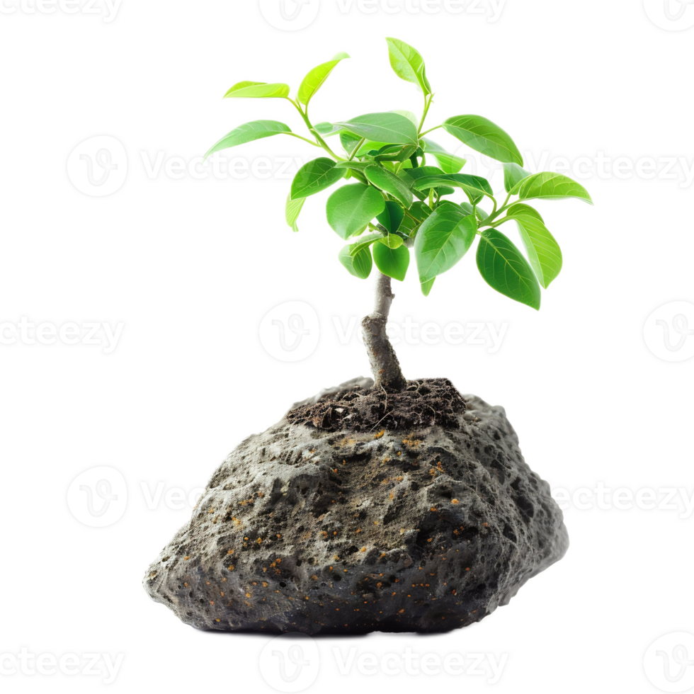 Tiny Green Sapling Growing from Rocky Soil Surrounded by Lush Foliage png
