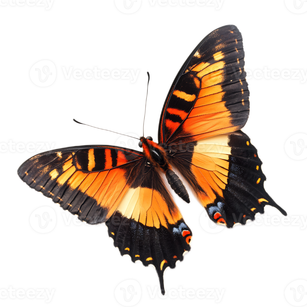 Vibrant Butterfly with Stunning Orange and Black Wings in Nature png