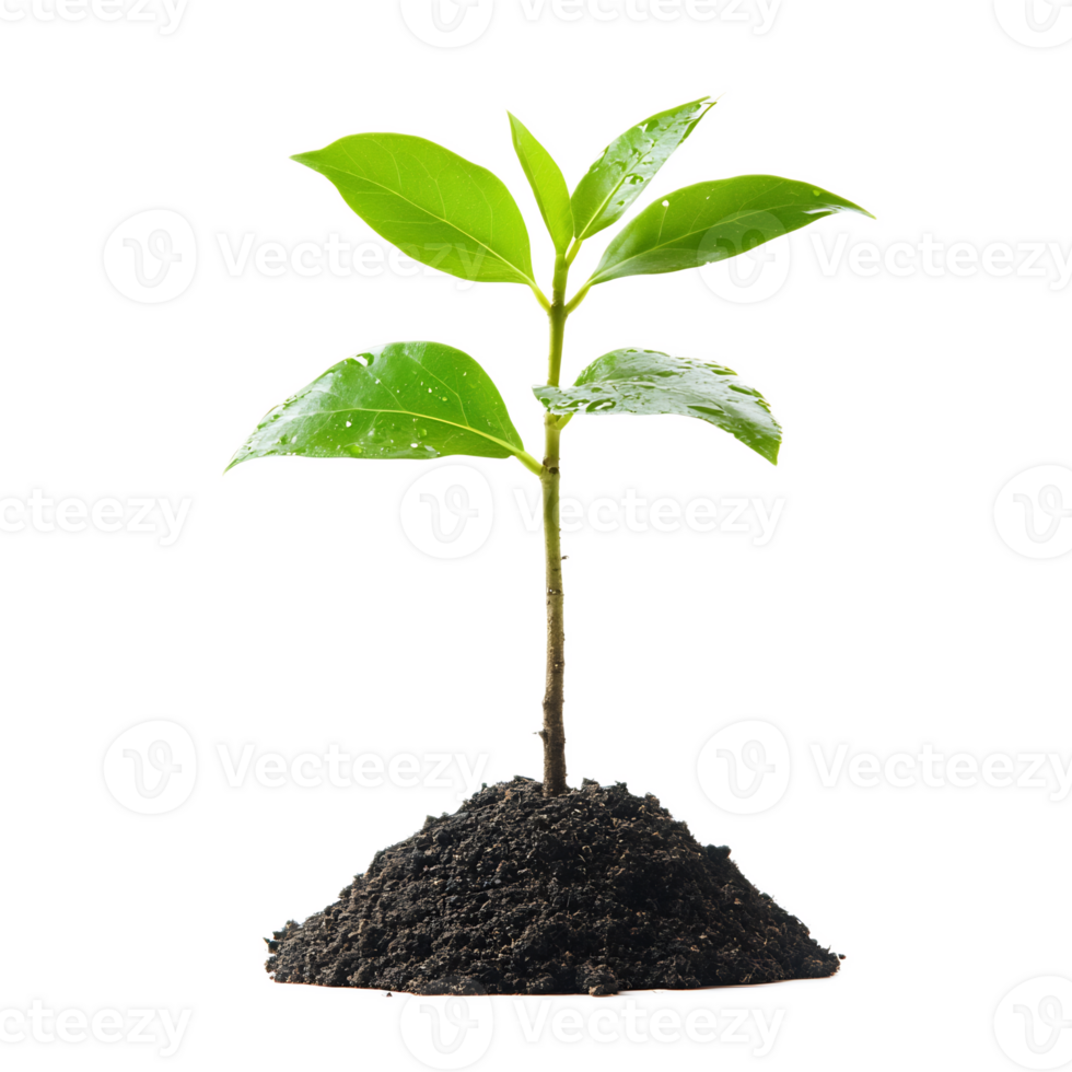 Thriving Seedling Emerging from Fertile Soil - Ecology and Plant Growth Concept png