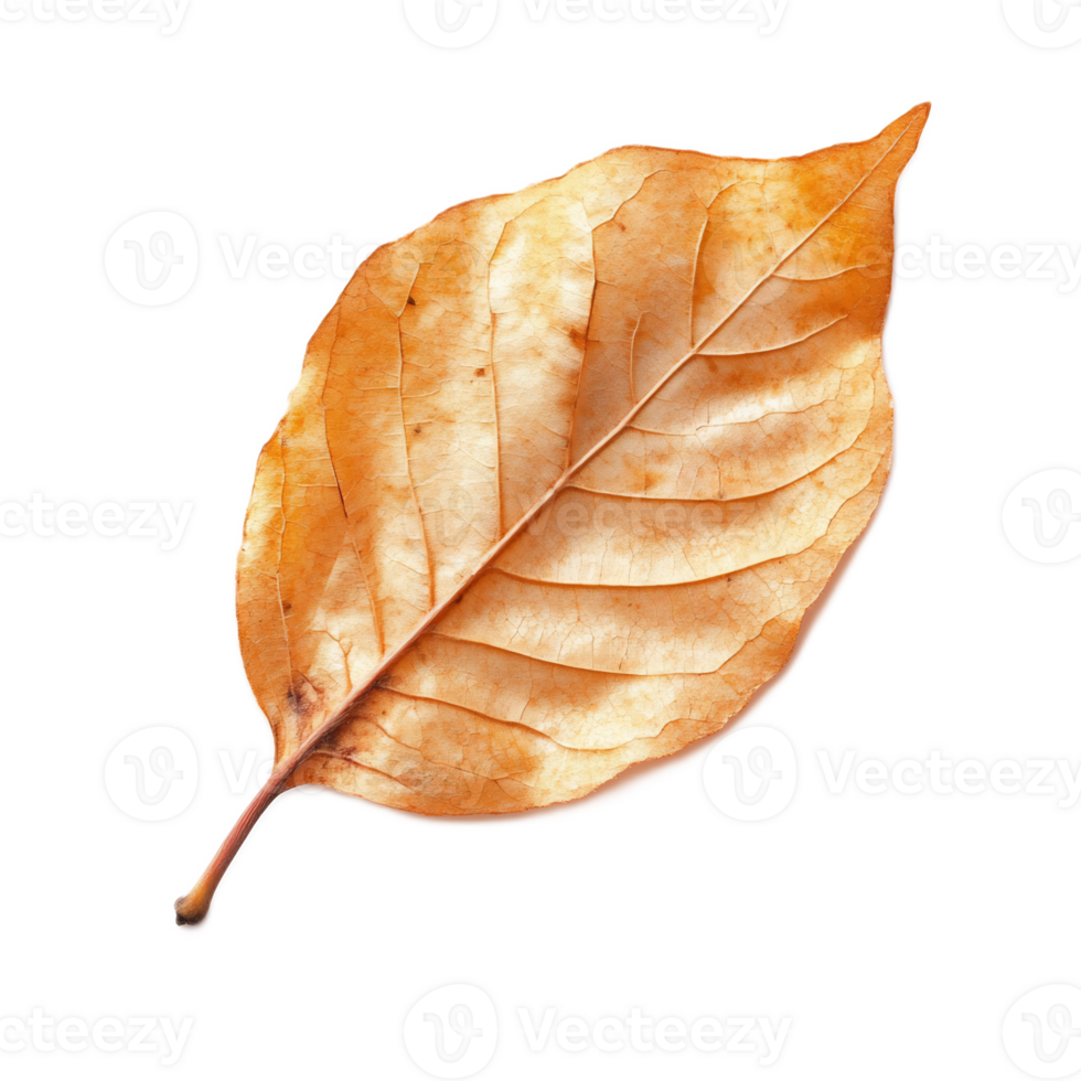 Vibrant Autumn Leaf Texture with Intricate Patterns and Warm Fall Colors png