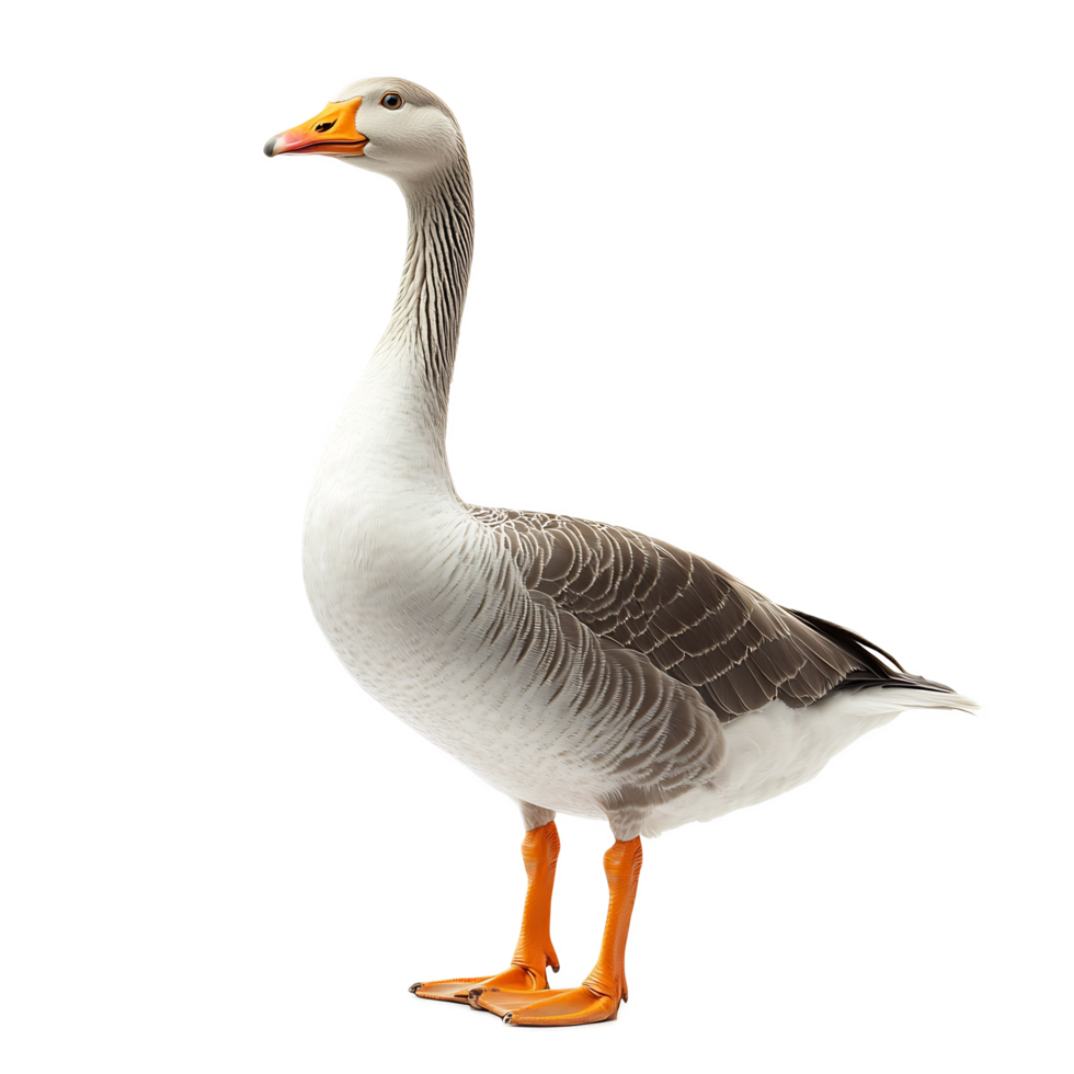 White and Gray Goose Swimming in Calm Water png