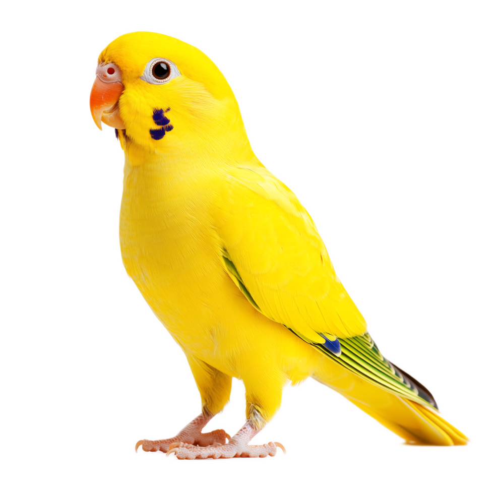 Vibrant Yellow Parakeet Perched and Ready to Take Flight png