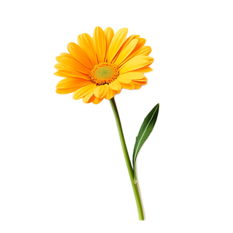 Vibrant Yellow Gerbera Daisy Flower Blooming in Garden png