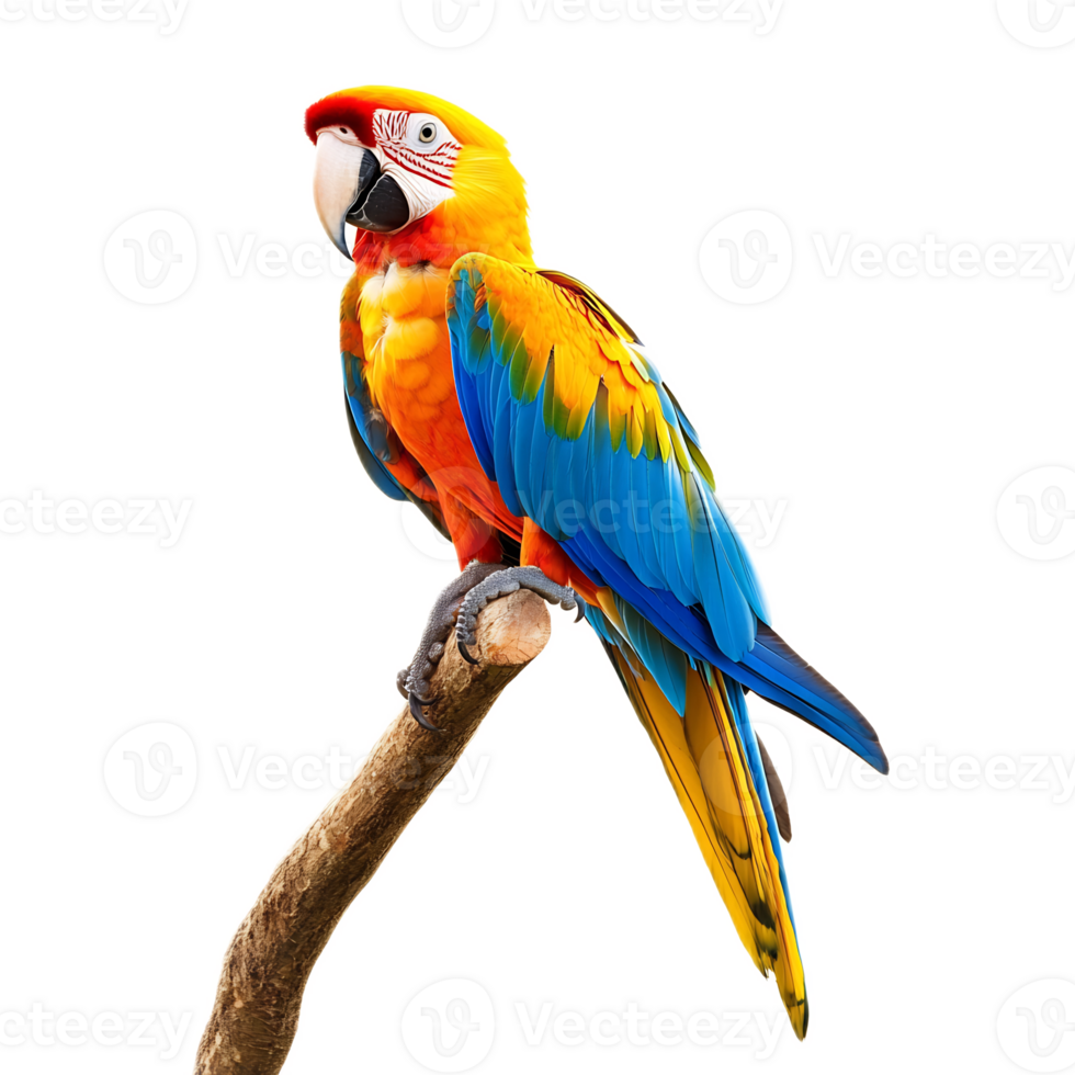 Vibrant Macaw Parrot Perched on Tropical Tree Branch in Lush Jungle Habitat png
