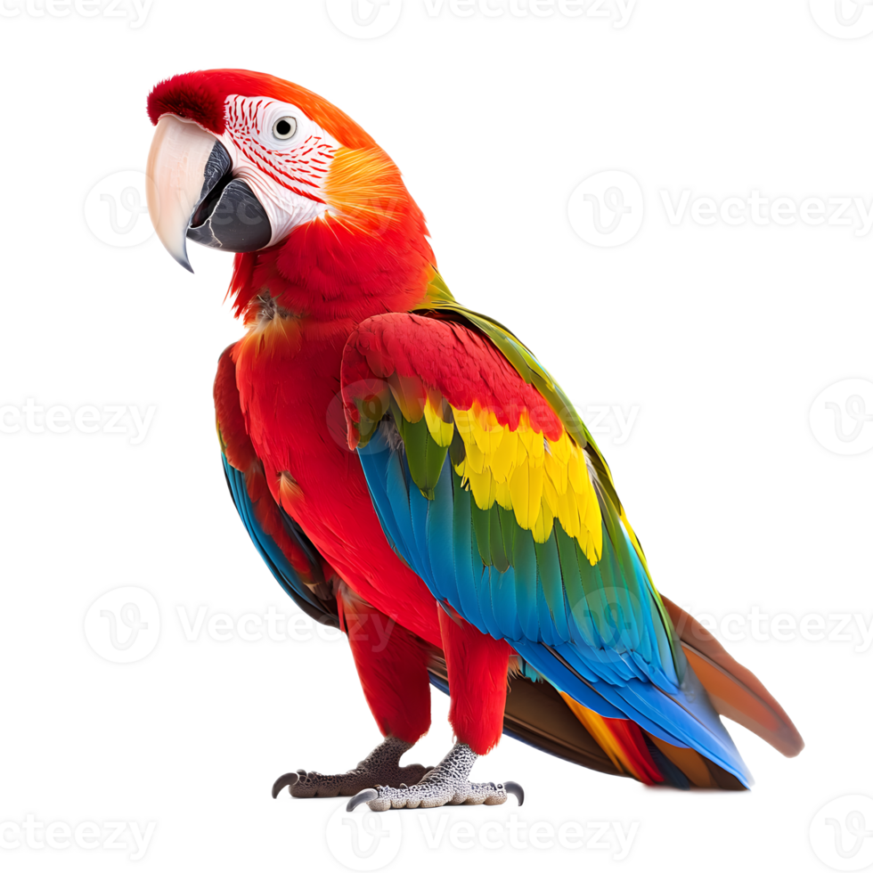 Vibrant Macaw Parrot Perched on Branch Against White Background png