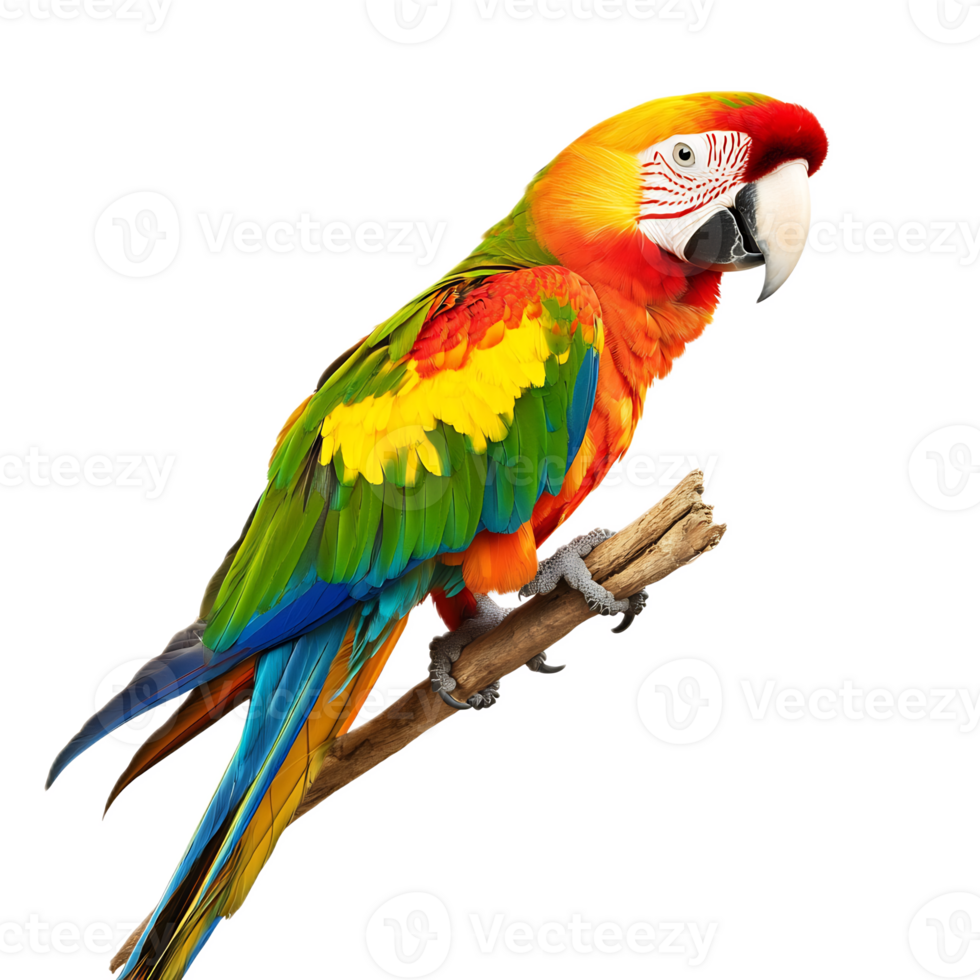 Vibrant Macaw Perched on Branch in Tropical Rainforest Setting png