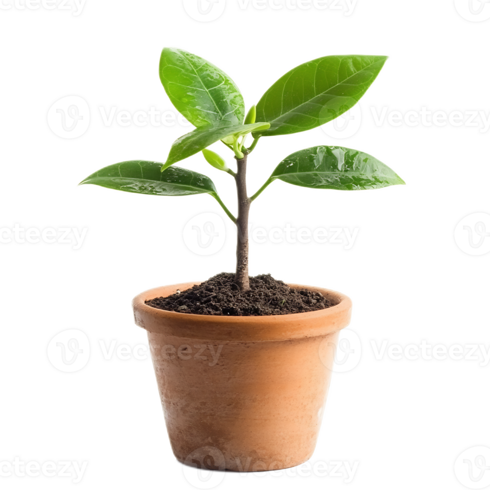 Vibrant Potted Plant Sapling Thriving in Healthy Soil png