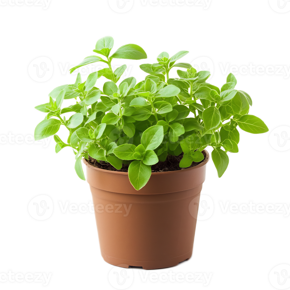 Vibrant Potted Herbs Offer Freshness and Culinary Delight png