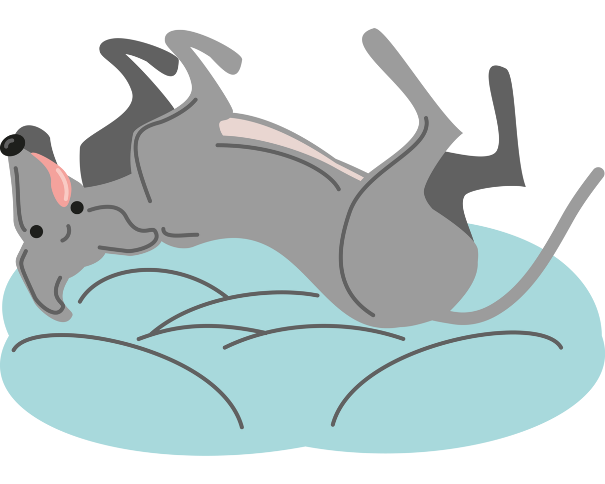 greyhound dog relaxing on cushion icon png