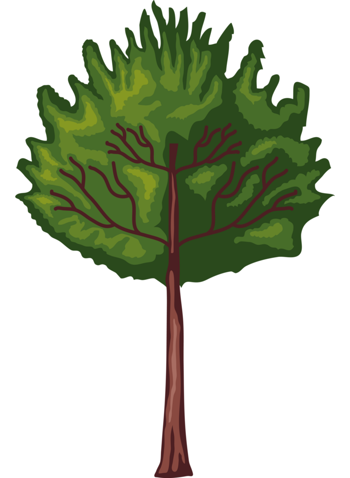 pine tree foliage png