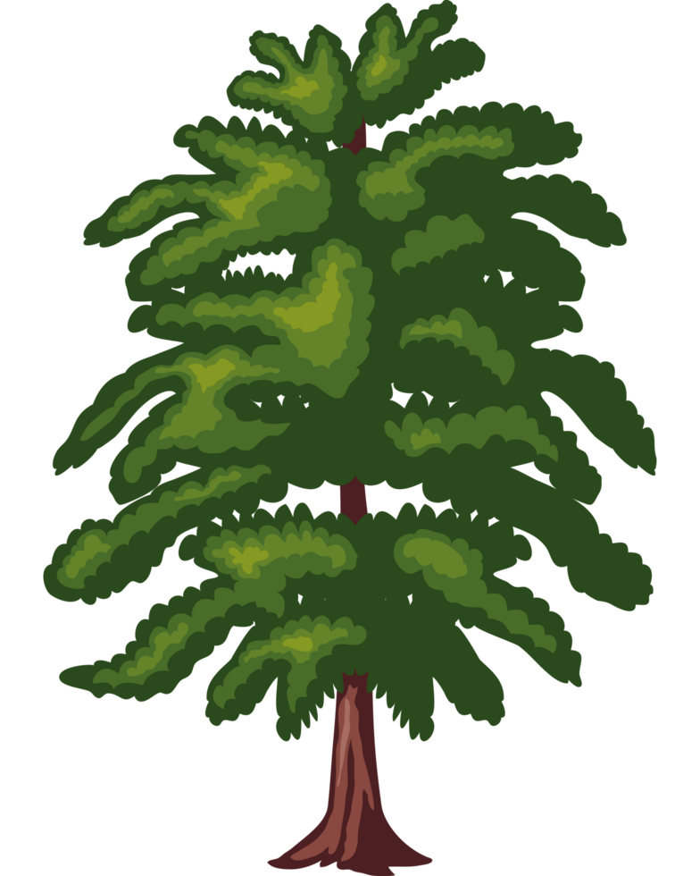 pine tree on white background png