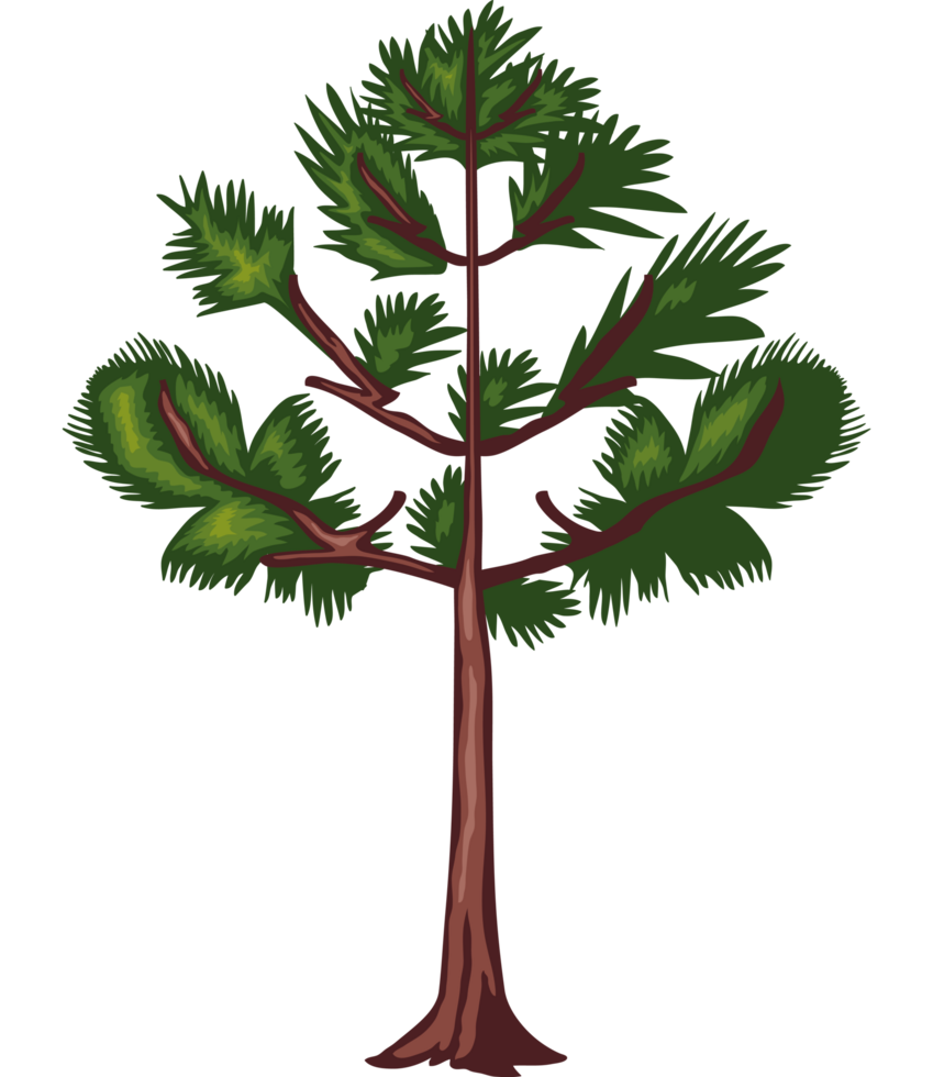 pine tree natural png