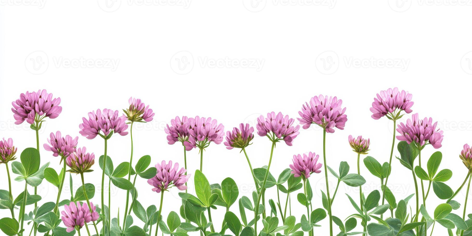 Vibrant pink clover flowers blooming in a garden under bright daylight photo