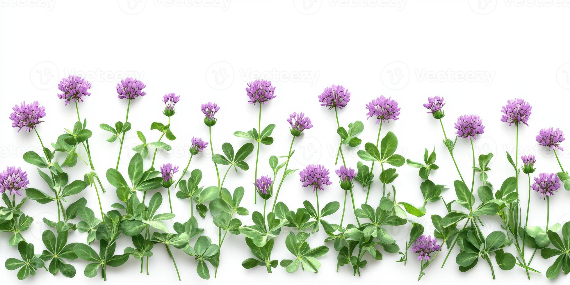 Colorful purple clover flowers arranged beautifully on a white background for a fresh and vibrant look photo