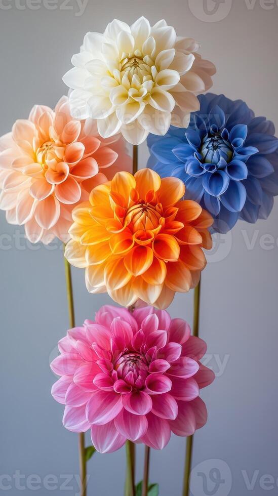 Colorful dahlia flowers arranged in a vertical bouquet showcasing various shades against a neutral background photo