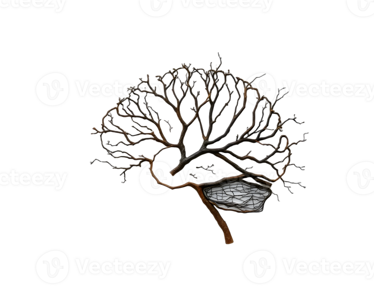 Realistic tree without leaves isolated on transparent background png