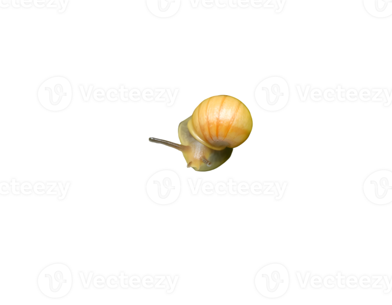 Snail isolated on a transparent background png