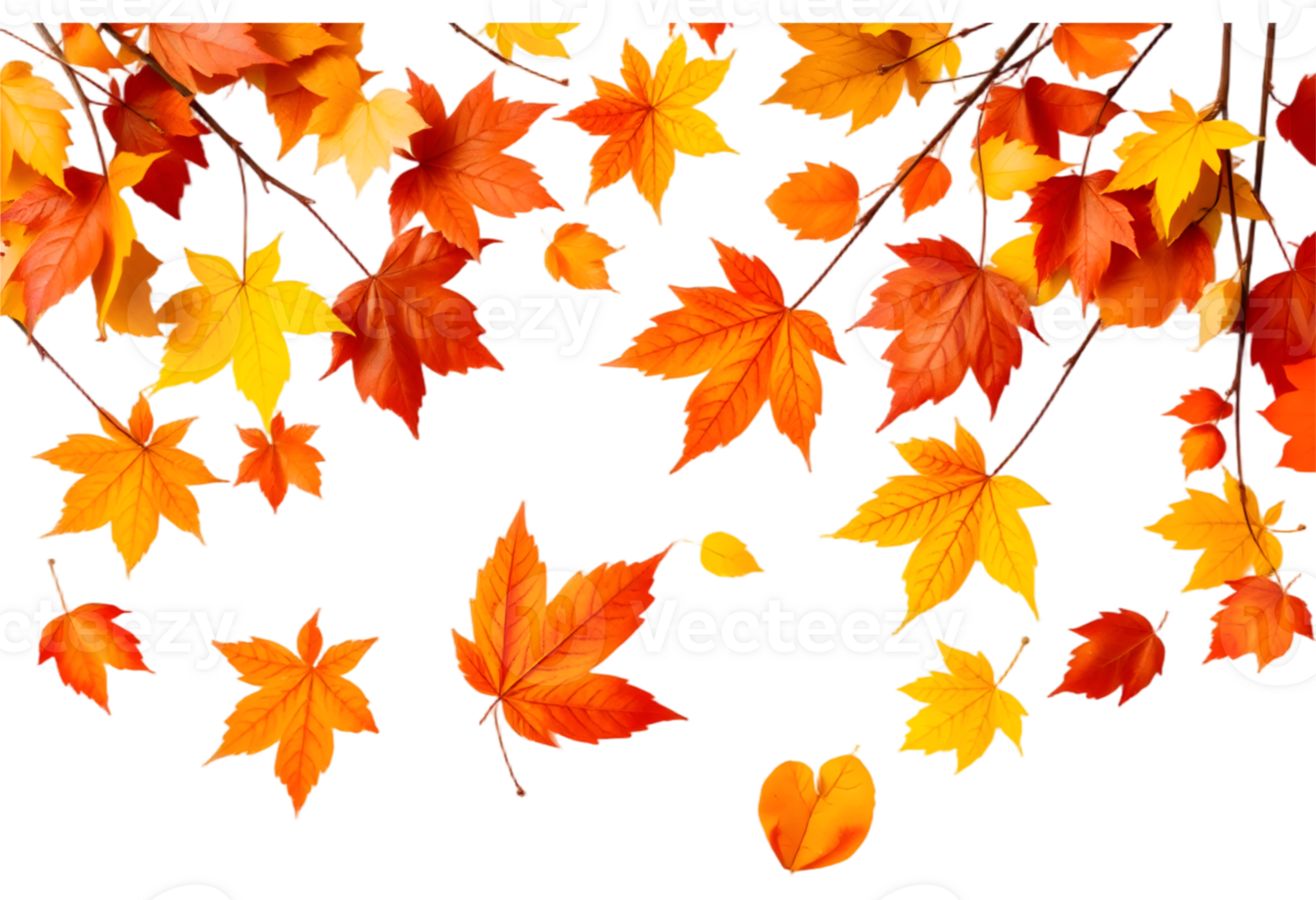 Autumn maple leaves isolated on transparent background png