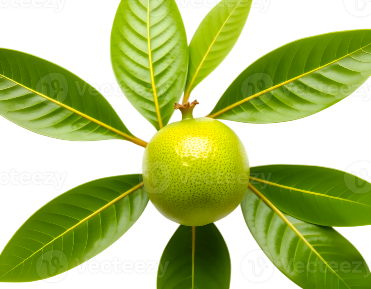 Green lemon on a branch with leaves isolated on a transparent background png