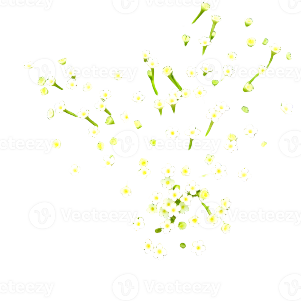 White Cherry Blossom Isolated Transparent Background png