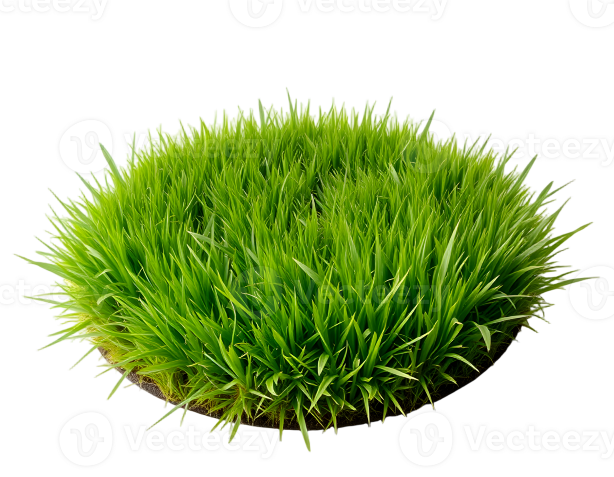Green grass in a pot isolated on transparent background png