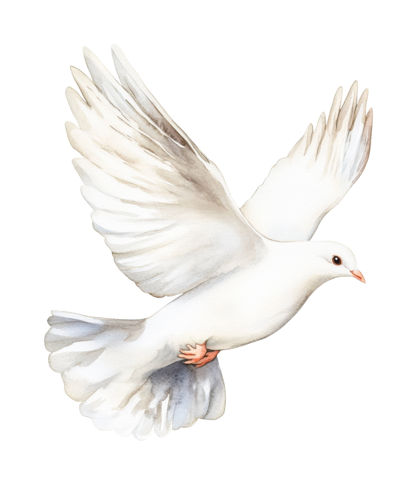 Graceful white dove in flight with softly spread wings, cut out png