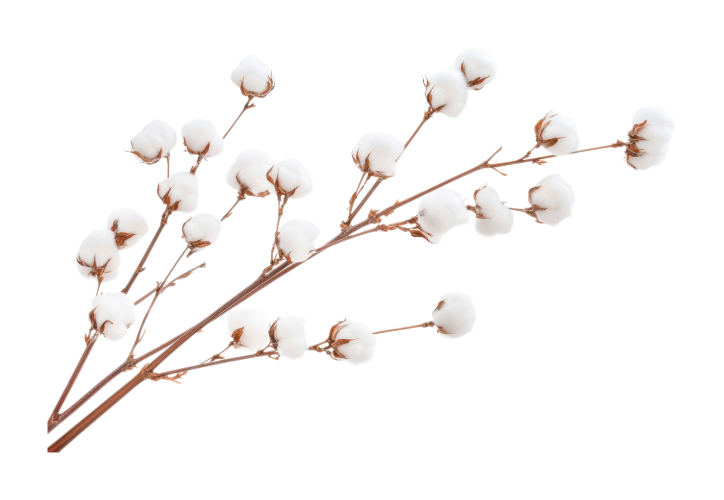Natural cotton bolls on branches displaying soft fiber texture, cut out png