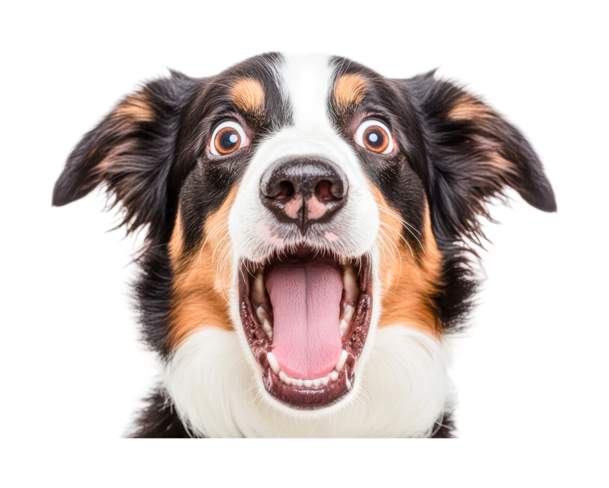 Happy dog with open mouth and alert expression close-up, cut out png