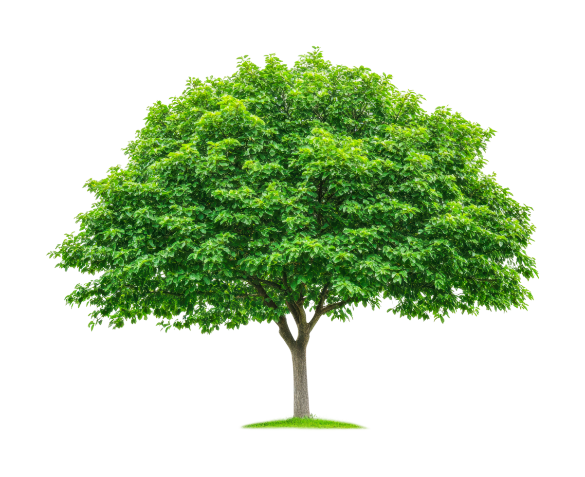 Majestic green tree with lush leaves and sturdy trunk isolated, cut out png