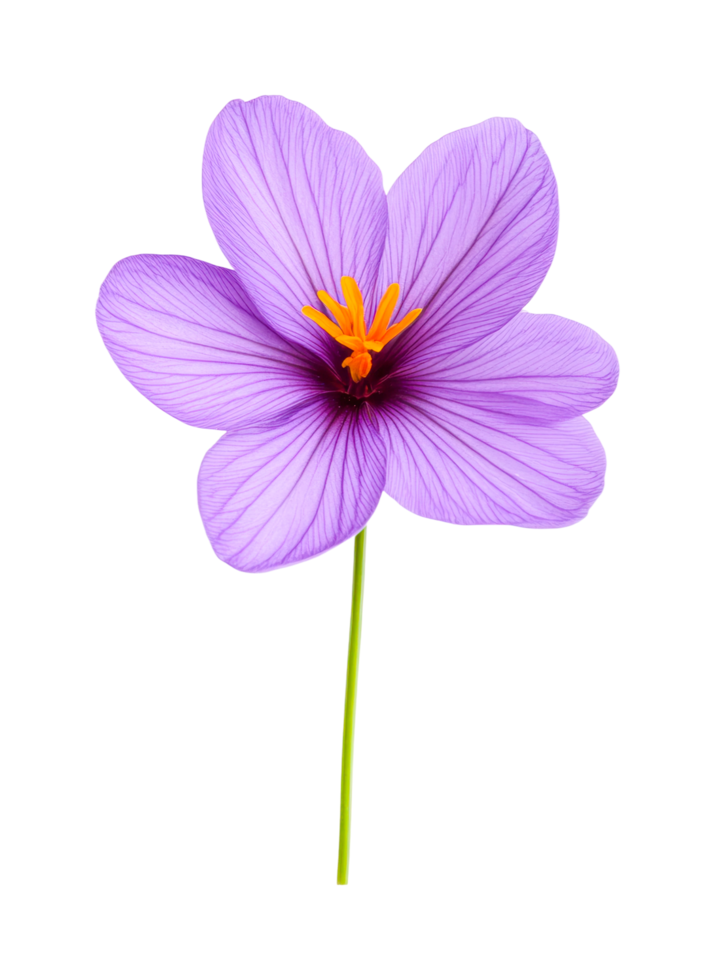 Elegant purple saffron flower with delicate petals and yellow stigma, cut out png