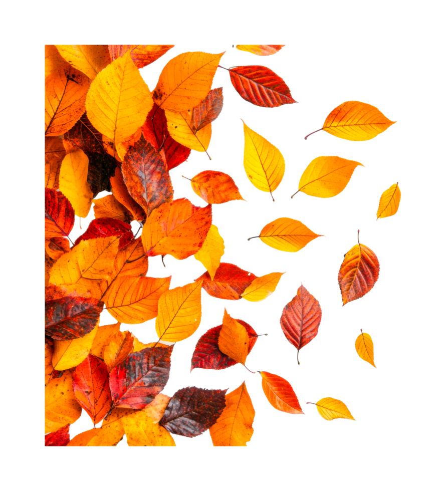 Vibrant autumn leaves in motion on isolated background, cut out png