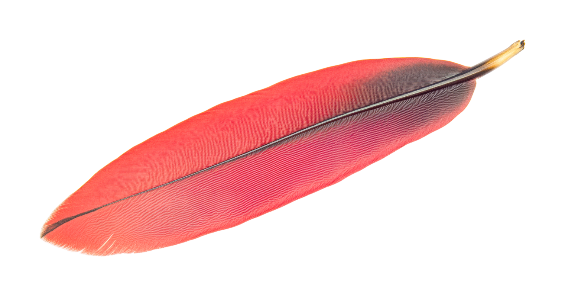 Close-up of a vibrant red feather with detailed patterns, cut out png