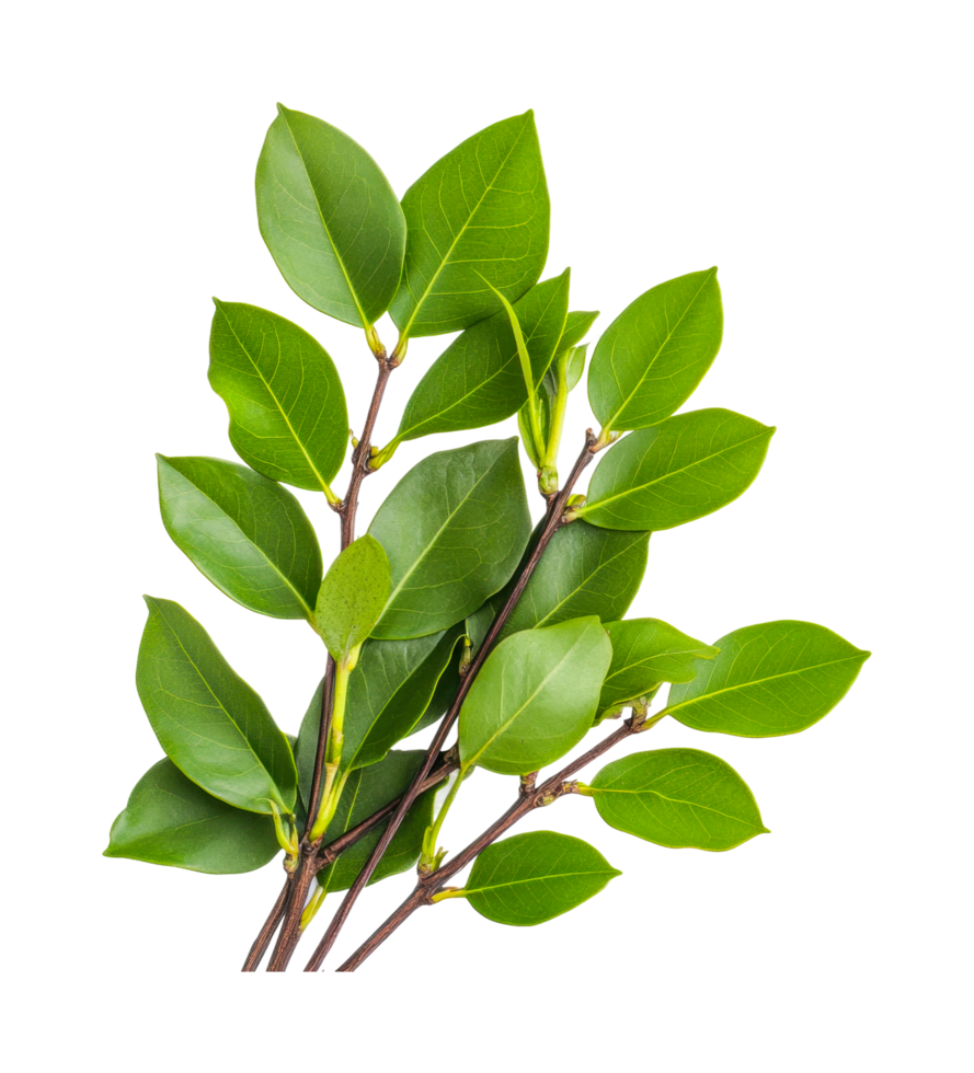 Fresh green bay leaves on stems isolated on white background, cut out png