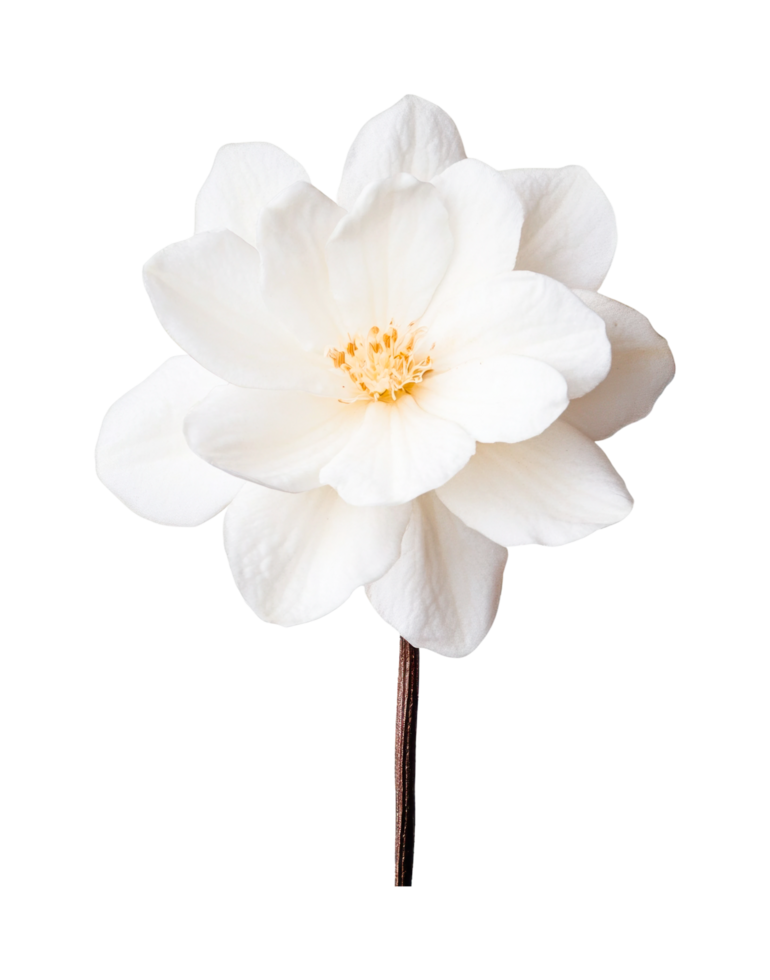 Close-up of single white flower with delicate petals and yellow center stamen, cut out png